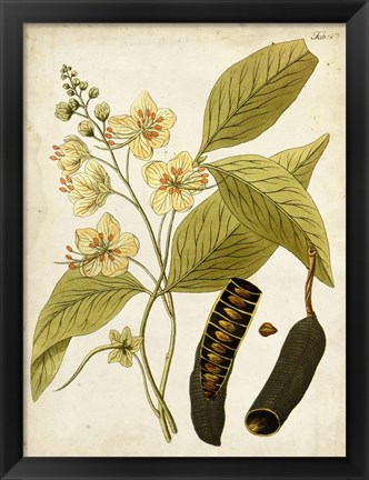 Framed Horticultural Specimen II Print