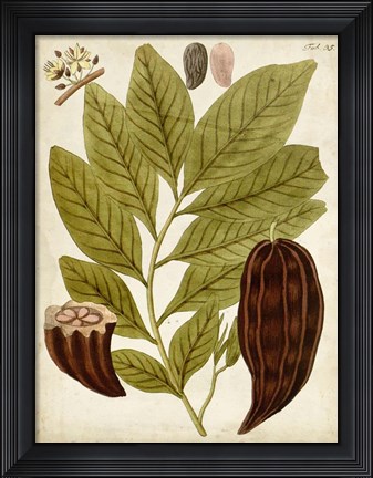 Framed Horticultural Specimen III Print