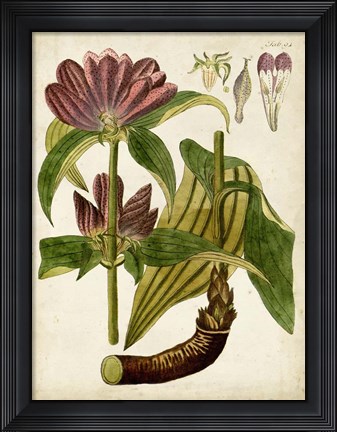 Framed Horticultural Specimen IV Print