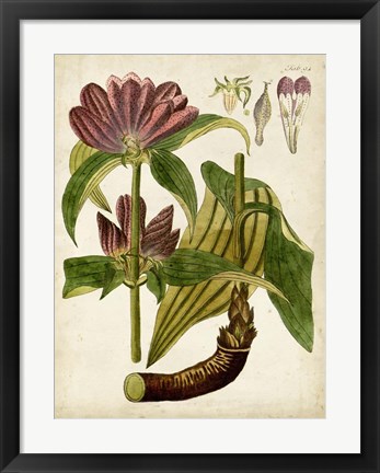 Framed Horticultural Specimen IV Print