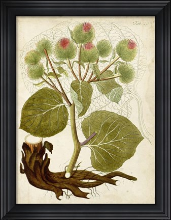 Framed Horticultural Specimen V Print