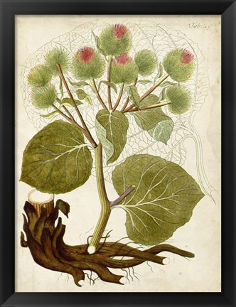 Framed Horticultural Specimen V Print
