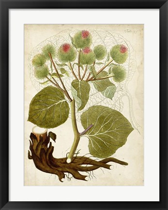 Framed Horticultural Specimen V Print