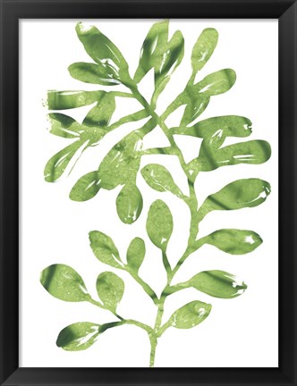 Framed Emerald Tropics II Print