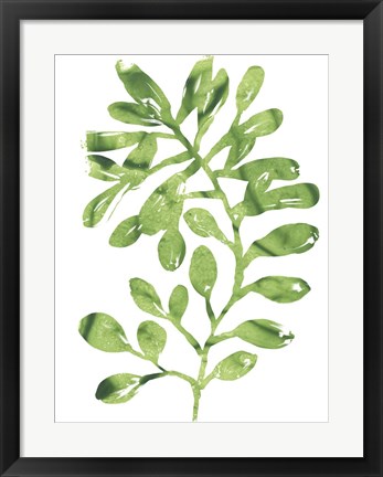 Framed Emerald Tropics II Print