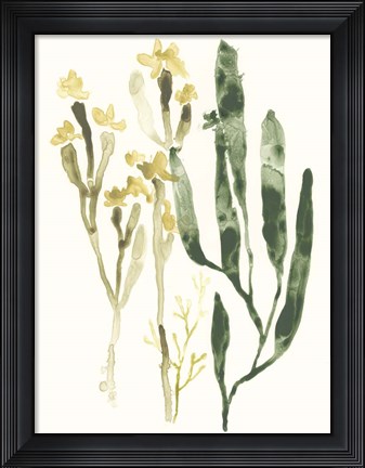 Framed Kelp Collection IV Print