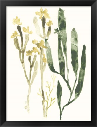 Framed Kelp Collection IV Print