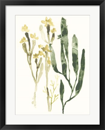 Framed Kelp Collection IV Print