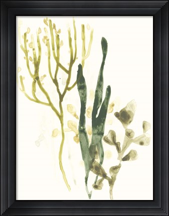Framed Kelp Collection V Print