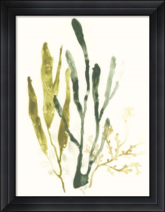 Framed Kelp Collection I Print
