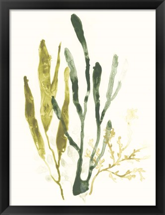 Framed Kelp Collection I Print
