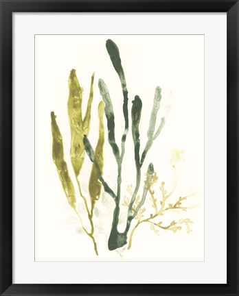 Framed Kelp Collection I Print