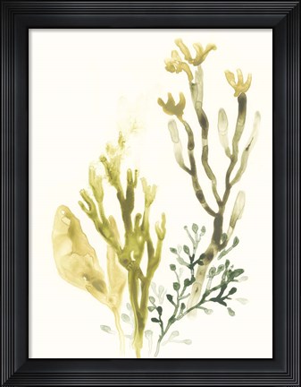 Framed Kelp Collection II Print
