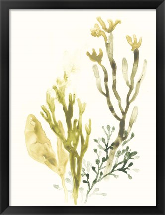 Framed Kelp Collection II Print
