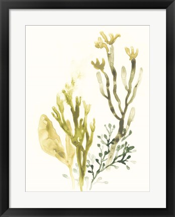 Framed Kelp Collection II Print