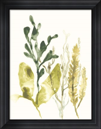 Framed Kelp Collection III Print