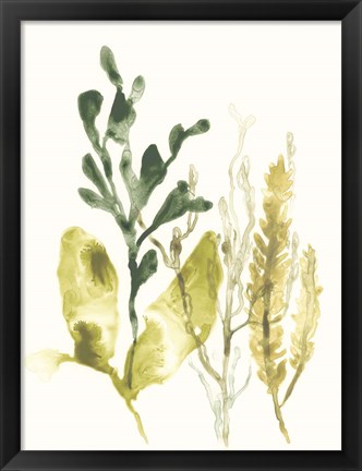 Framed Kelp Collection III Print