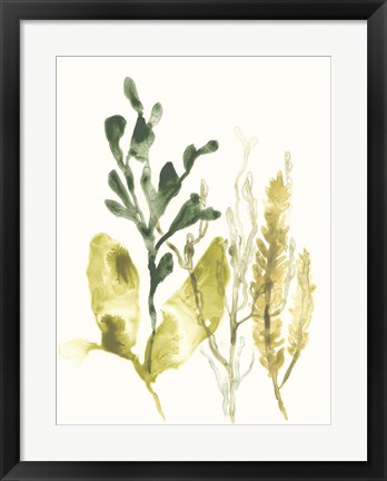 Framed Kelp Collection III Print