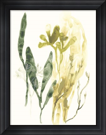 Framed Kelp Collection VI Print