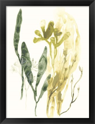 Framed Kelp Collection VI Print