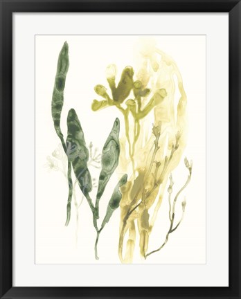 Framed Kelp Collection VI Print