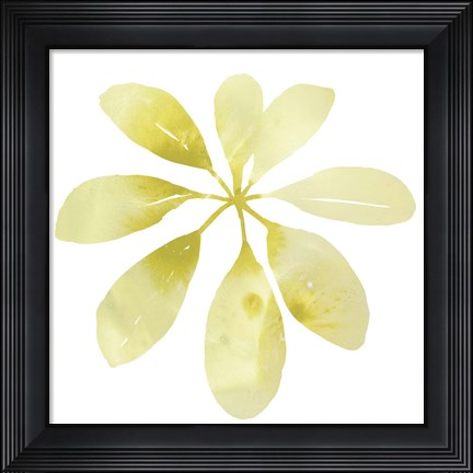 Framed Prisma Tropical V Print