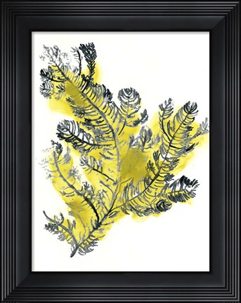 Framed Citron Sea Kelp IV Print