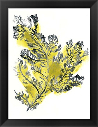 Framed Citron Sea Kelp IV Print