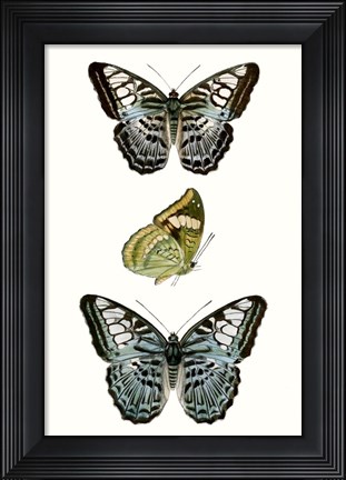 Framed Butterfly Specimen I Print