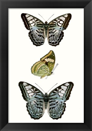 Framed Butterfly Specimen I Print