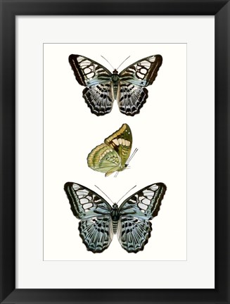 Framed Butterfly Specimen I Print