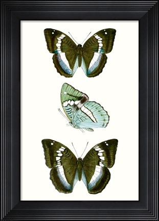 Framed Butterfly Specimen II Print