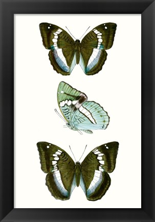 Framed Butterfly Specimen II Print