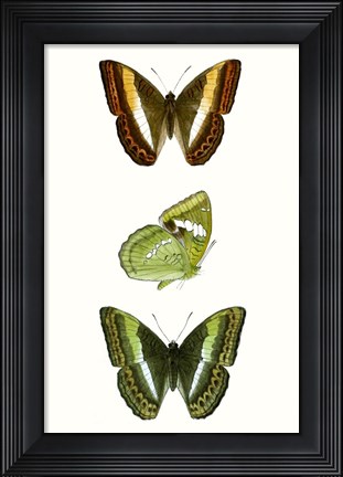 Framed Butterfly Specimen III Print