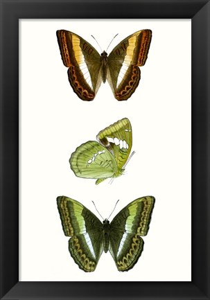 Framed Butterfly Specimen III Print