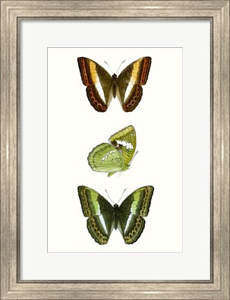 Framed Butterfly Specimen III Print