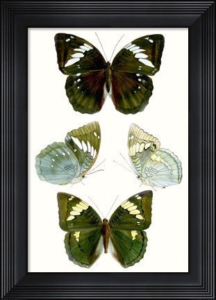 Framed Butterfly Specimen IV Print