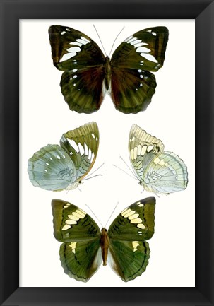 Framed Butterfly Specimen IV Print