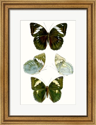 Framed Butterfly Specimen IV Print