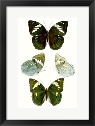 Framed Butterfly Specimen IV Print