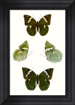 Framed Butterfly Specimen V Print
