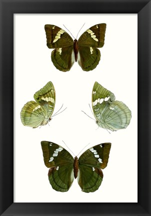 Framed Butterfly Specimen V Print