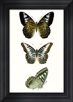 Framed Butterfly Specimen VI Print
