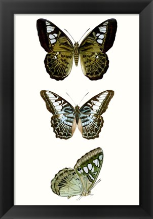 Framed Butterfly Specimen VI Print