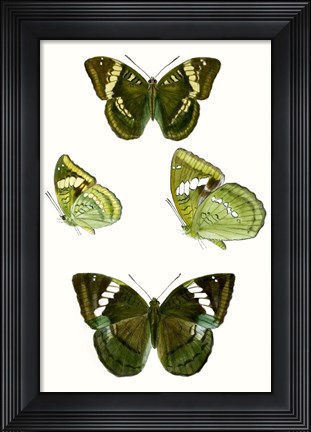 Framed Butterfly Specimen VII Print