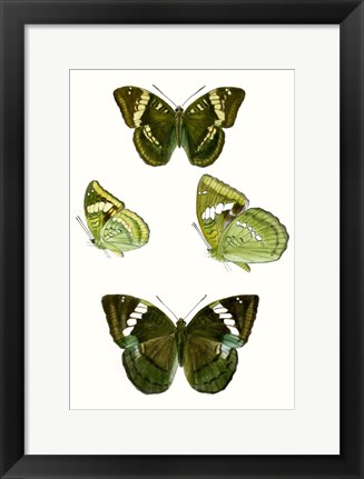 Framed Butterfly Specimen VII Print