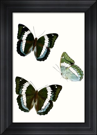 Framed Butterfly Specimen VIII Print