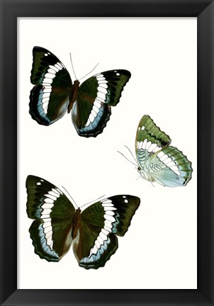 Framed Butterfly Specimen VIII Print