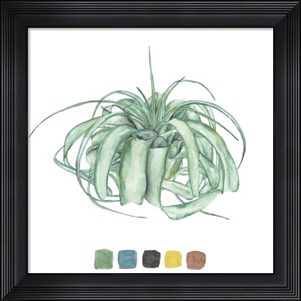 Framed Air Plant Study I Print