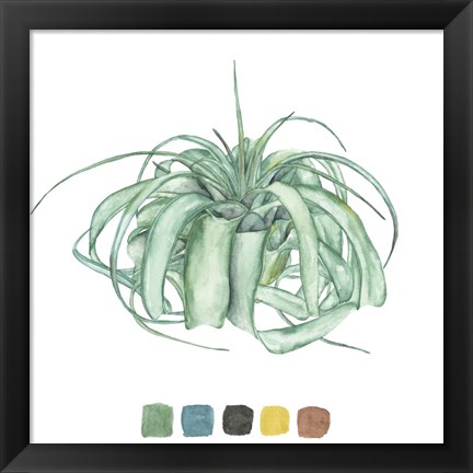 Framed Air Plant Study I Print